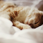 cat-beautiful-cute-vintage-bed-sweet-amazing-sleep-photo-photography-favim-com-461770.jpg